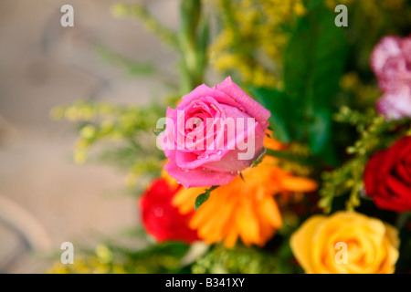 Une rose rose avec des gouttes d'eau sur elle Banque D'Images