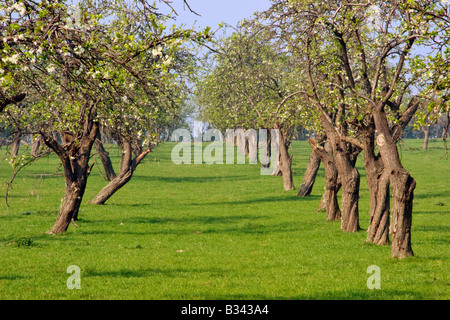 Avenue des pommiers montrant leur fleur de printemps Banque D'Images