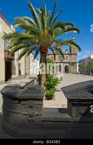 Cathédrale et de la Plaza Santa Ana avec palmier Canarien typique en premier plan Vegueta, Las Palmas, Gran Canaria Îles Canaries Espagne Banque D'Images