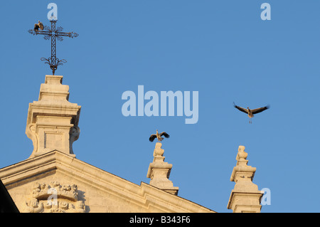 European Cigognes blanches Ciconia ciconia allumée et la perche sur croix et pinacles au-dessus de la cathédrale Catedral Valladolid Espagne Banque D'Images