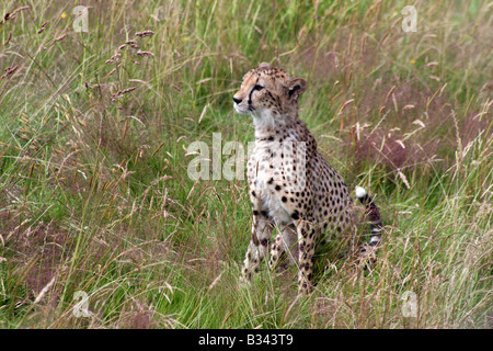 Le guépard assis dans l'herbe d'alerte [le Zoo de Chester, Chester, Cheshire, Angleterre, Grande-Bretagne, Royaume-Uni, Europe]. . Banque D'Images