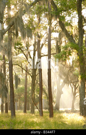 L'aube à Fort Frederica National Monument, St Simons Island, Géorgie Banque D'Images