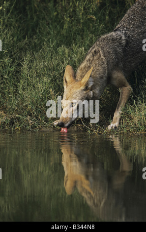 Coyote Canis latrans potable adultes de pond Starr County Vallée du Rio Grande au Texas USA Banque D'Images