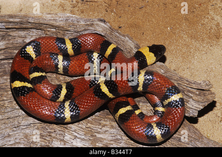 Serpent de lait mexicain Lampropeltis triangulum annulata soleil adultes Starr County Rio Grande Valley Texas USA Banque D'Images