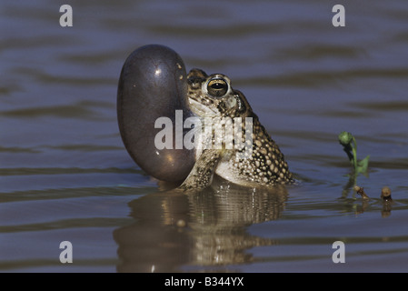 Texas Toad Bufo speciosus appelant hommes sac gonflé Starr County Vallée du Rio Grande au Texas USA Banque D'Images