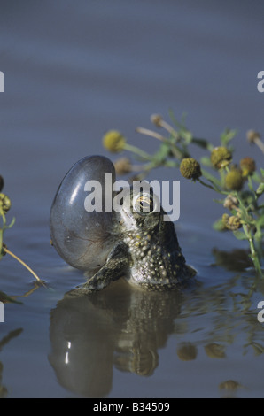 Texas Toad Bufo speciosus appelant hommes sac gonflé Starr County Vallée du Rio Grande au Texas USA Banque D'Images