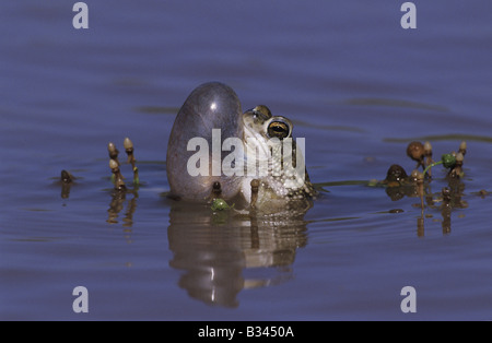 Texas Toad Bufo speciosus appelant hommes sac gonflé Starr County Vallée du Rio Grande au Texas USA Banque D'Images