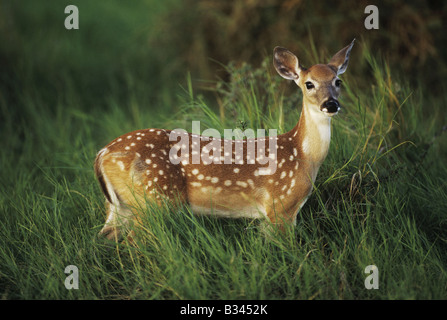 Le cerf de Virginie Odocoileus virginianus faon dans l'herbe haute vallée du Rio Grande Comté Starr Texas USA Banque D'Images