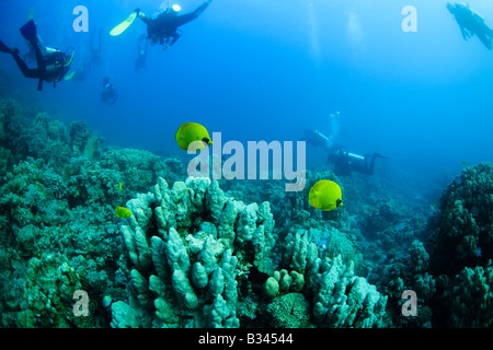Le poisson papillon doré ou masqués dans la mer Rouge, Egypte Banque D'Images