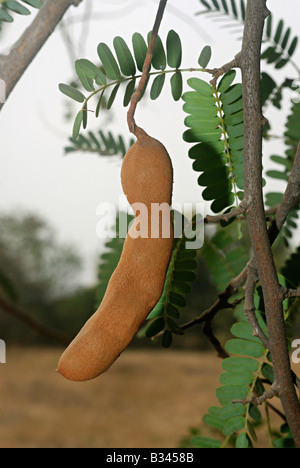 Tamarindus indica, également connu comme le tamarin est Cultivé et naturalisé aussi Banque D'Images