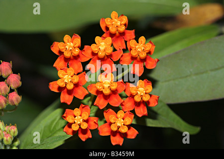 Fleur de sang (Asclepias curassavica) Banque D'Images