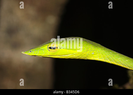 Serpent de vigne commune. Ahaetulla nasutus, venimeux, non commun vert. Amboli, Maharashtra, Inde Banque D'Images