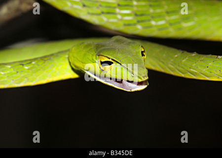 Serpent de vigne commune. Ahaetulla nasutus, venimeux, non commun vert. Amboli, Maharashtra, Inde Banque D'Images