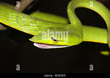 Serpent de vigne commune. Ahaetulla nasutus, venimeux, non commun vert. Amboli, Maharashtra, Inde Banque D'Images