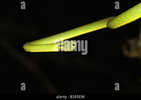 Serpent de vigne commune. Ahaetulla nasutus, venimeux, non commun vert. Amboli, Maharashtra, Inde Banque D'Images