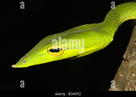 Serpent de vigne commune. Ahaetulla nasutus, venimeux, non commun vert. Amboli, Maharashtra, Inde Banque D'Images