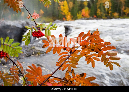 Rowan berry en couleurs d'automne Banque D'Images