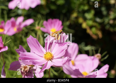 Une lumière mauve et jaune fleur avec un skipper (hylephila phyleus Fiery) dans un jardin de papillons Banque D'Images