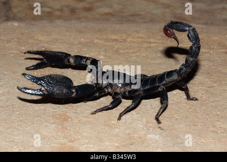 Heterometrus sp. Famille SCORPIONIDAE. Forêt géant scorpion. Homme Banque D'Images