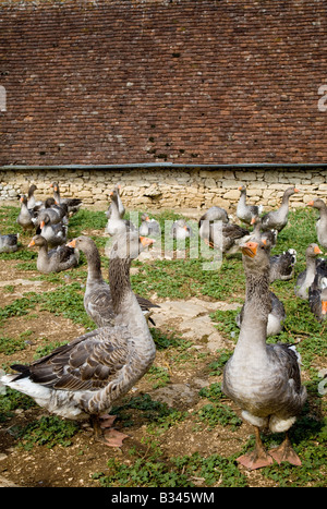 Les oies en liberté dans la région de foie gras autour de Belcastel, Dordogne, France, Union européenne. Banque D'Images