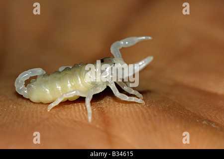 Heterometrus sp. Famille SCORPIONIDAE. Forêt géant scorpion. Nouveau-né. Banque D'Images