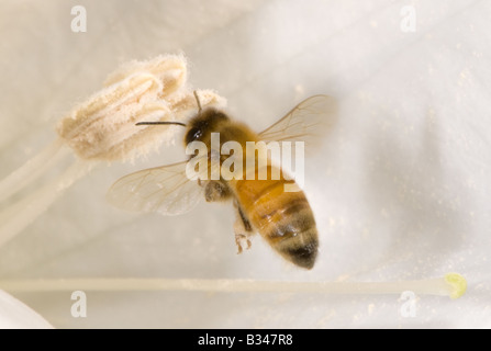 En vol d'abeilles et de nourriture la collecte du pollen d'une fleur de Datura Banque D'Images