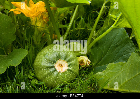 Fleur de courgette Courgette ronde & Courgette (Tondo Di Toscana) croissant dans le jardin, dans le Kent. L'Angleterre. Banque D'Images