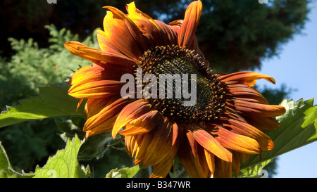 Tournesol de couleur tabac en pleine blom Banque D'Images