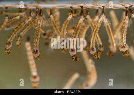 Sous-Vue latérale des larves et des nymphes de l'Aedes albopictus, le moustique tigre asiatique Banque D'Images