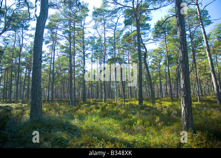 Composé principalement de forêts de pins (pin sylvestre) à Sandhamn/Sandön island dans l'archipel de Stockholm, Suède. Banque D'Images