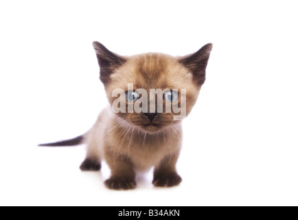 Mignon chaton Munchkin avec grand chef isolé sur fond blanc