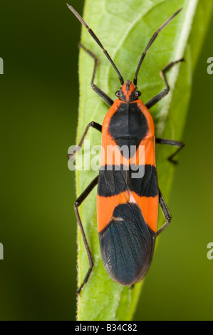 Gros bug d'asclépiade Oncopeltus fasciatus Banque D'Images