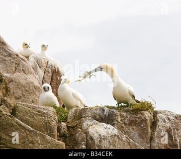 gannets gannet colonie bassana sula oiseaux nichant rituel de la cour Banque D'Images