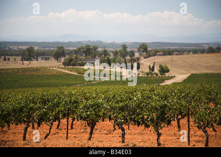 Vignes à Tirells Polkolbin en cave, Hunter Valley, Queensland en Australie. Banque D'Images