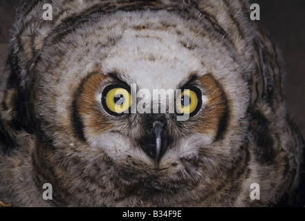 Grand-duc d'Amérique Bubo virginianus jeunes fledling Starr County Vallée du Rio Grande au Texas USA Banque D'Images