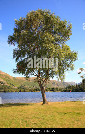 Silver Birch Tree sur les rives d'un lac. Banque D'Images