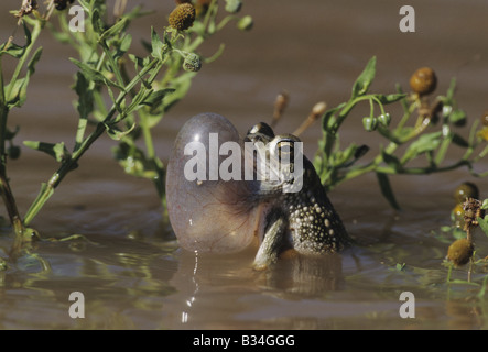 Texas Toad Bufo speciosus appelant hommes sac gonflé Starr County Vallée du Rio Grande au Texas USA Banque D'Images