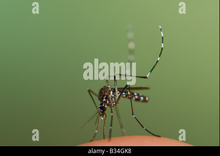 La femelle Aedes albopictus, moustique tigre asiatique, l'alimentation de sang sur la peau humaine Banque D'Images