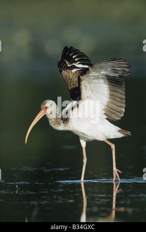 Ibis blanc Eudocimus albus balades immatures Sinton Coastel Bend Texas USA Banque D'Images