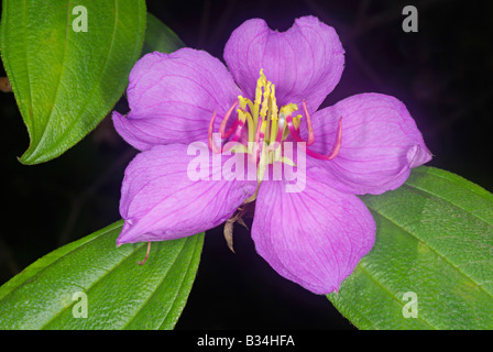 Melastoma malabathricum, un gros arbuste qui pousse le long des ruisseaux. Elle fleurit presque toute l'année. Banque D'Images
