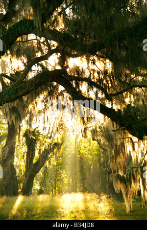 L'aube à Fort Frederica National Monument, St Simons Island, Géorgie Banque D'Images