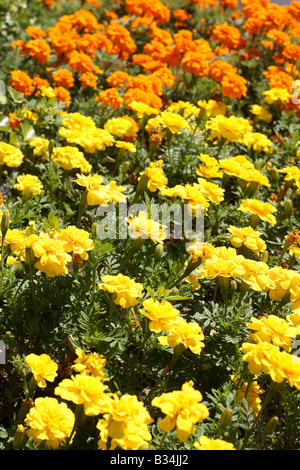 Un petit jardin plein de fleurs jaunes et orange (Calendula). Banque D'Images