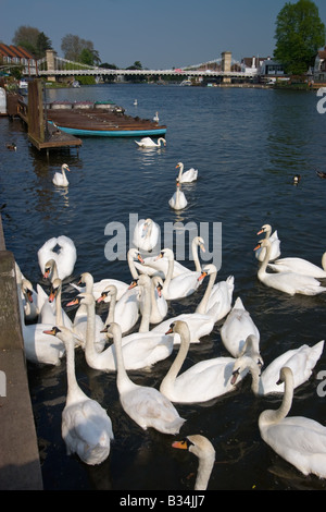 Cygnes sur la Tamise à Marlow le sud-est de l'Angleterre Banque D'Images