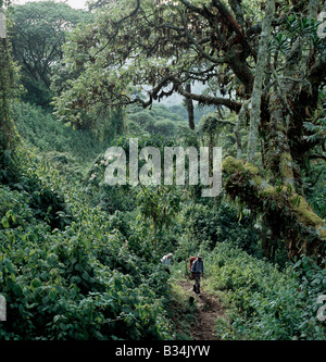 L'Ouganda, l'ouest de l'Ouganda, Monts Rwenzori. Sur la piste forestière à 10 000 pieds entre Nyabitaba Hut (8 700 pieds) et John Matte Hut (11 200 pieds). Banque D'Images