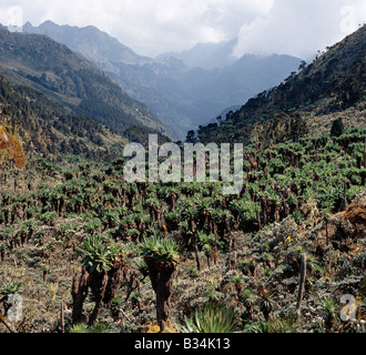 L'Ouganda, l'ouest de l'Ouganda, Monts Rwenzori. Une forêt de Senecios, arbre géant ou Groundsels, et éternel fleurs (helicrysum) croître à 12 800 pieds. La vallée Bujuku est se trouve dans la distance. Banque D'Images