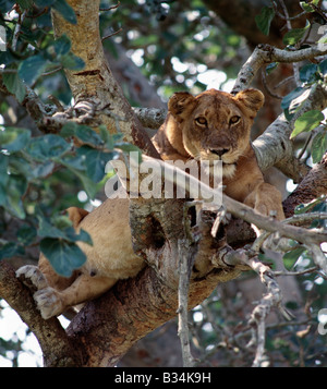 L'Ouganda, le Parc national Queen Elizabeth, Ishasha. Une lionne repose dans un figuier dans la zone d'Ishasha Parc national Queen Elizabeth. Pendant des années, Ishasha est réputé pour ses lions d'escalade Banque D'Images