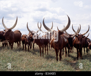 L'Ouganda, le sud de l'Ouganda, Mbarara. Le longicorne bovins Ankole sont appréciés parmi les gens du sud-ouest de l'Ouganda et le Rwanda. Ils sont une race taurine africains avec des origines remontant à avant l'introduction de ou le champ de courses de zébus dans la Corne de l'Afrique au cours de l'invasion venant de l'Arabie au septième siècle avant Jésus-Christ. Banque D'Images