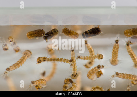 Sous-Vue latérale des larves et des nymphes de l'Aedes albopictus, le moustique tigre asiatique Banque D'Images