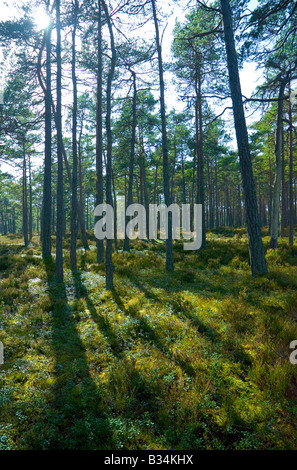 Composé principalement de forêts de pins (pin sylvestre) à Sandhamn/Sandön island dans l'archipel de Stockholm, Suède. Banque D'Images