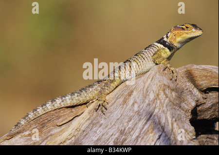 Lézard Sceloporus serrifer épineuse bleu cyanogenys adulte sur le soleil journal Starr County Vallée du Rio Grande au Texas USA Banque D'Images